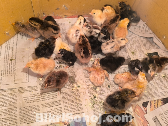 দেশি মুরগির বাচ্চা